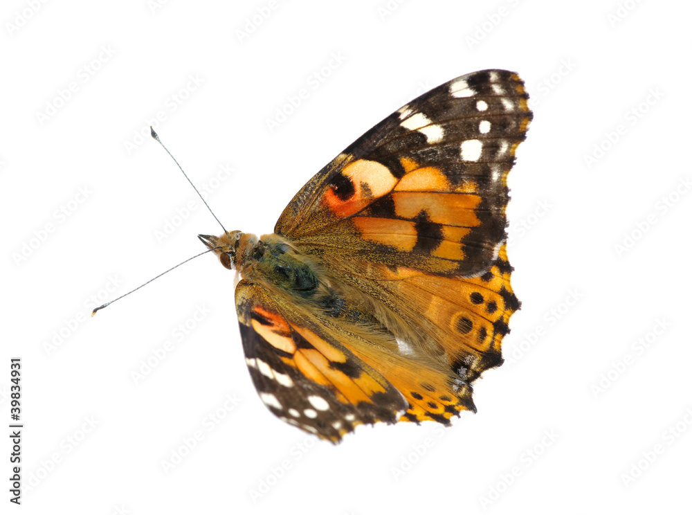 butterfly on white