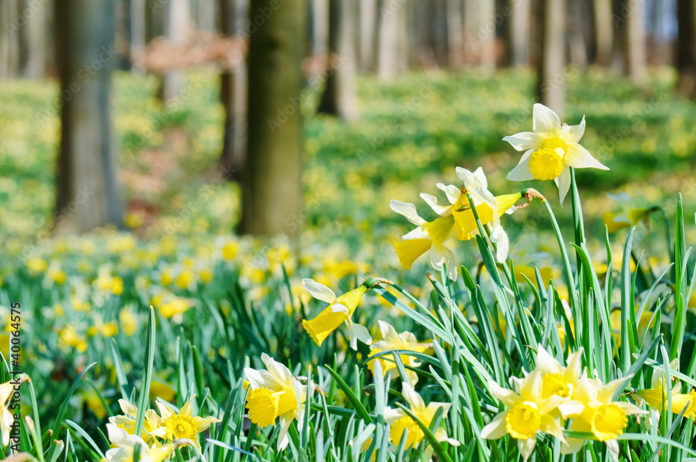 Forest covered with a daffodils carpet. Shallow DOF