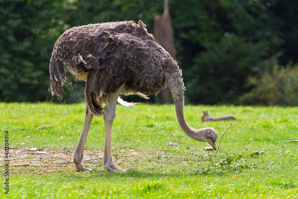 Ostrich in the wildlife park