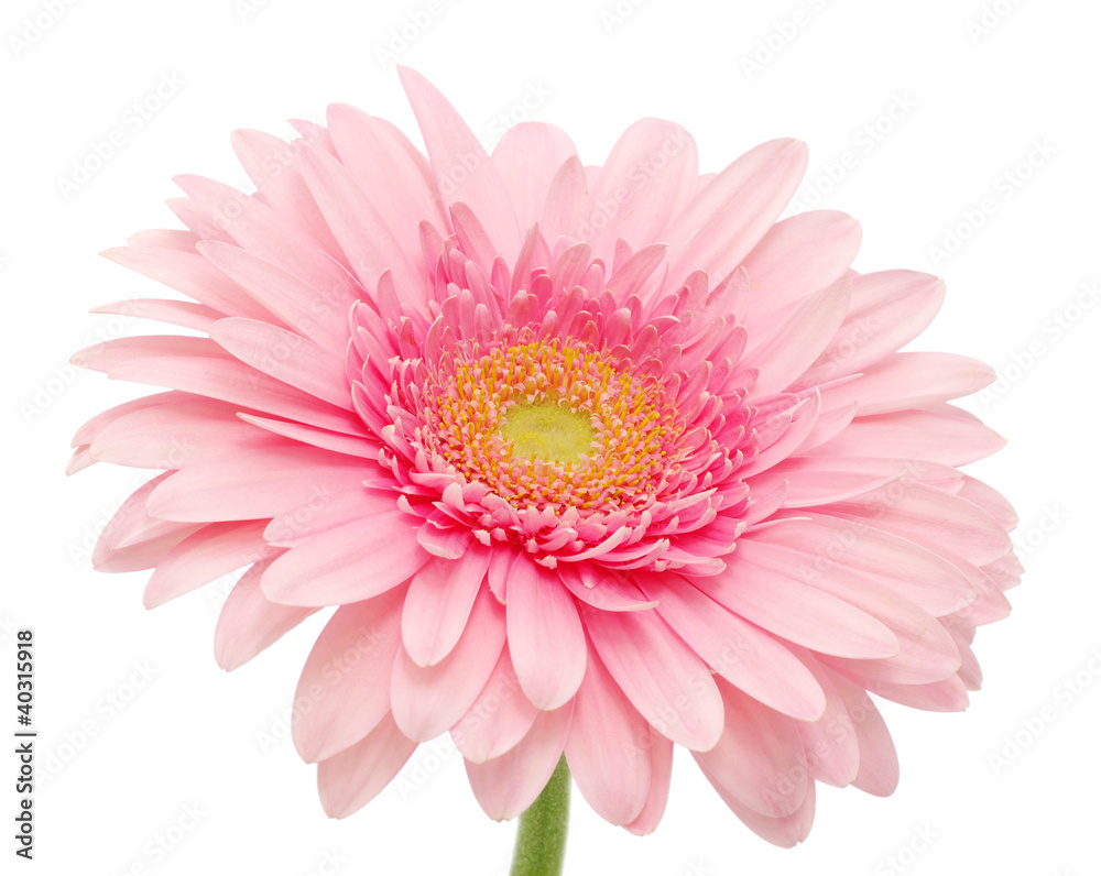 Pink gerbera