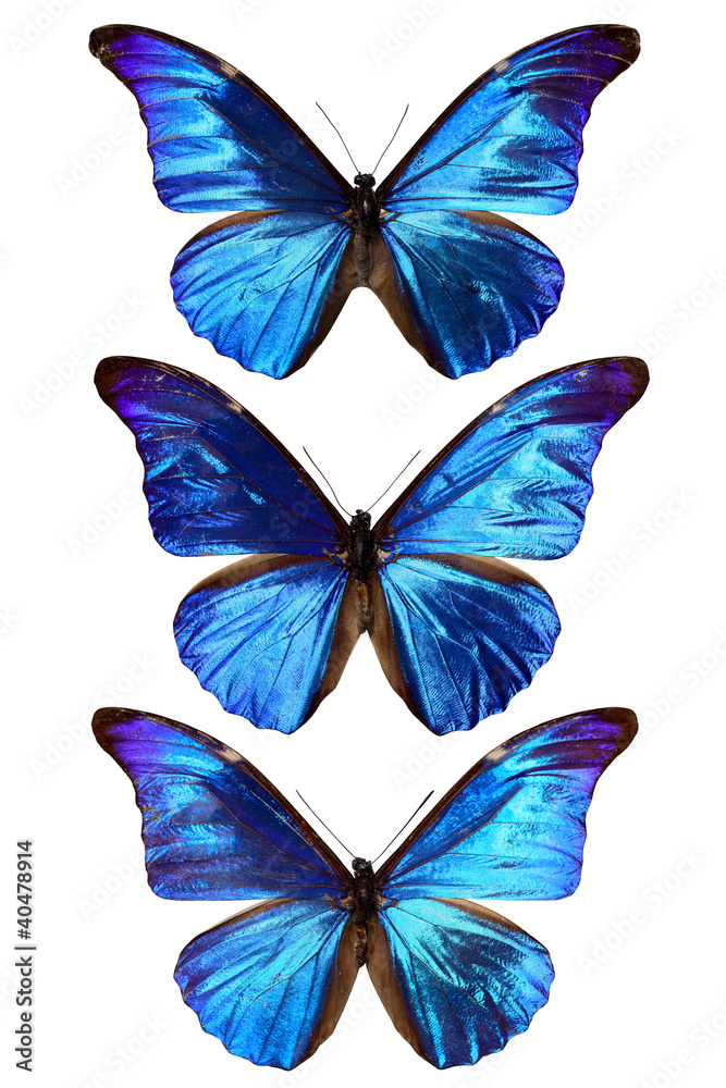 three blue morpho