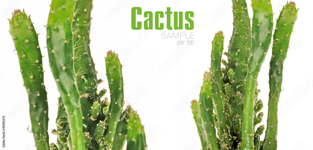 Cactus isolated on the white background