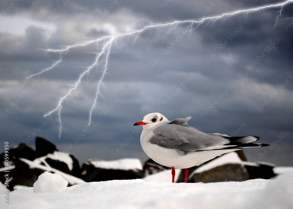 Möwe vor Gewitterhimmel