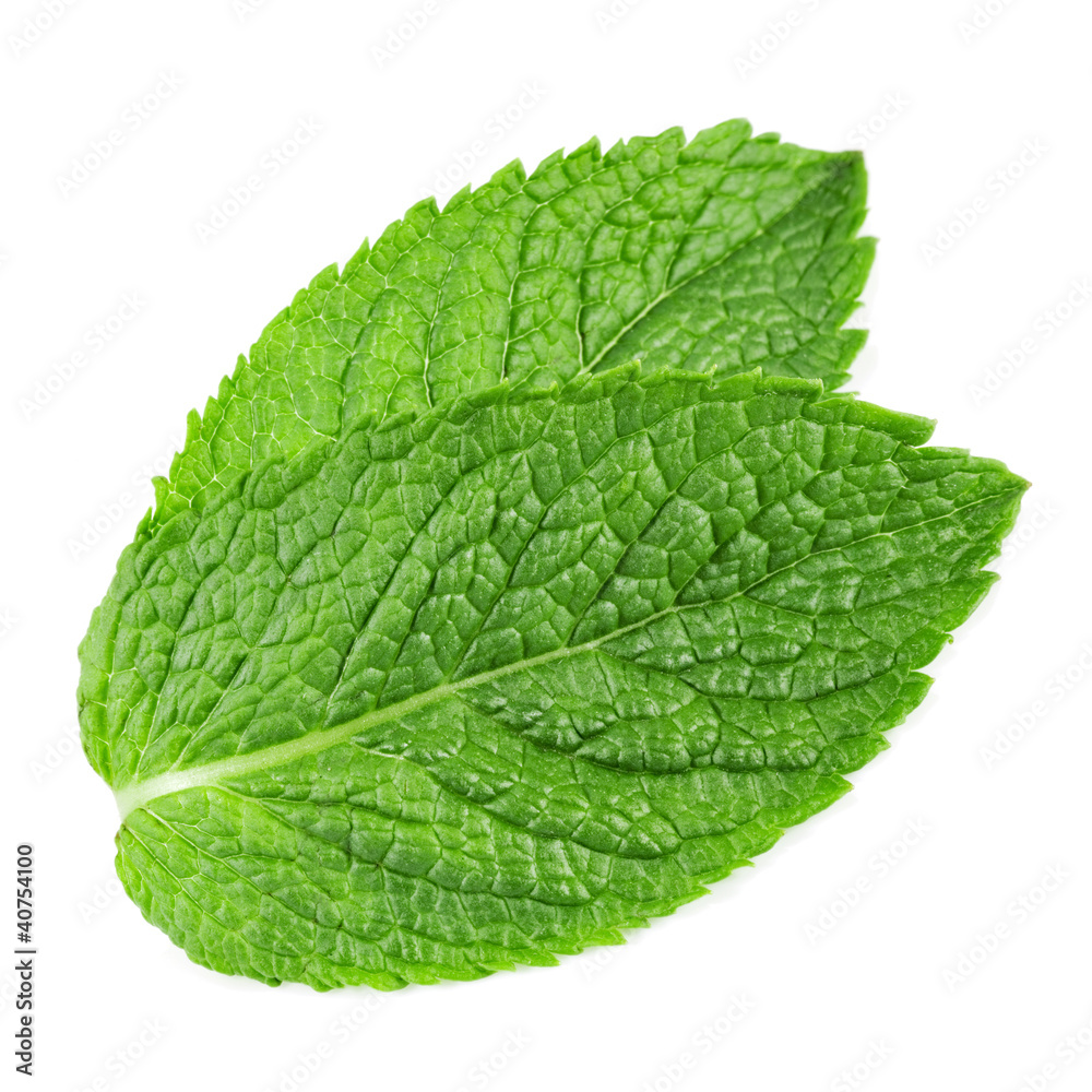 fresh mint leaves isolated on white background. Studio macro