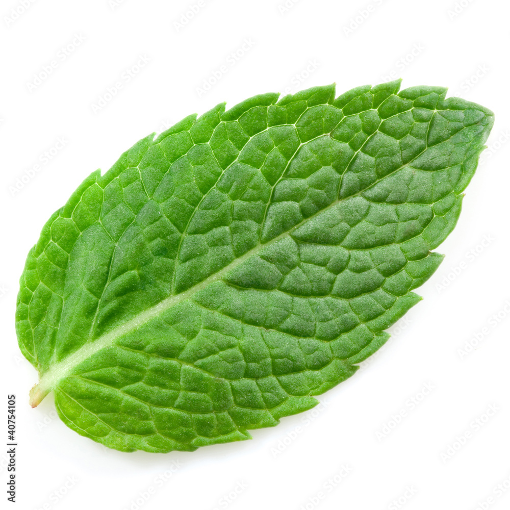 fresh mint leaves isolated on white background. Studio macro