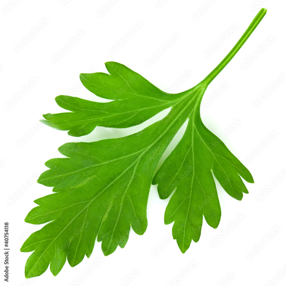 Parsley isolated on white