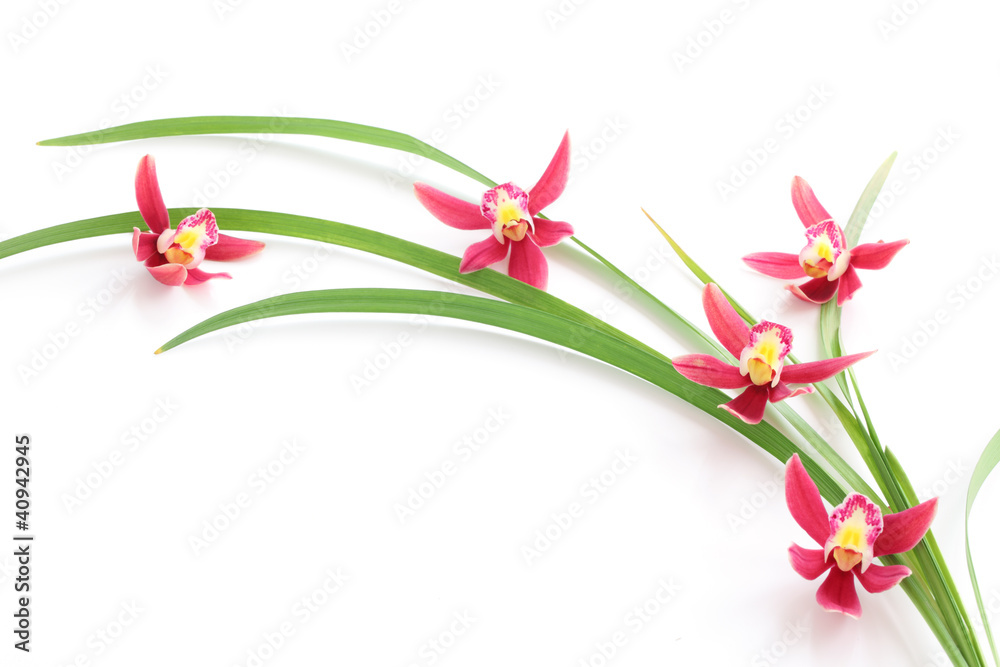 Pink orchid with leaf