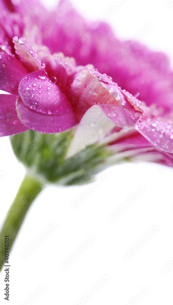 gerbera flower