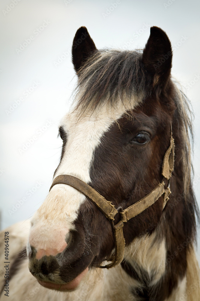 Portrait of the horse