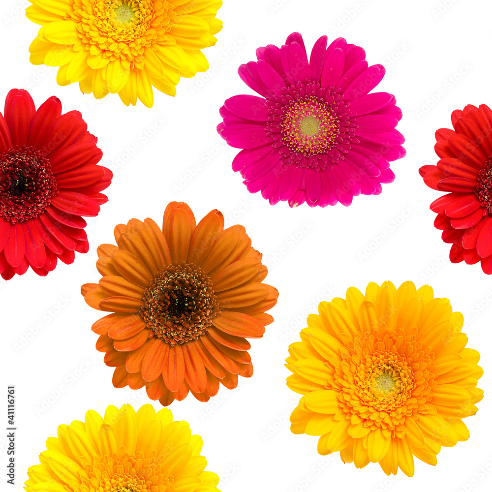 Gerbera seamless pattern floral background