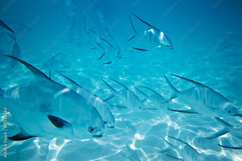 A shoal of fishes in Caribbean Sea, Mexico