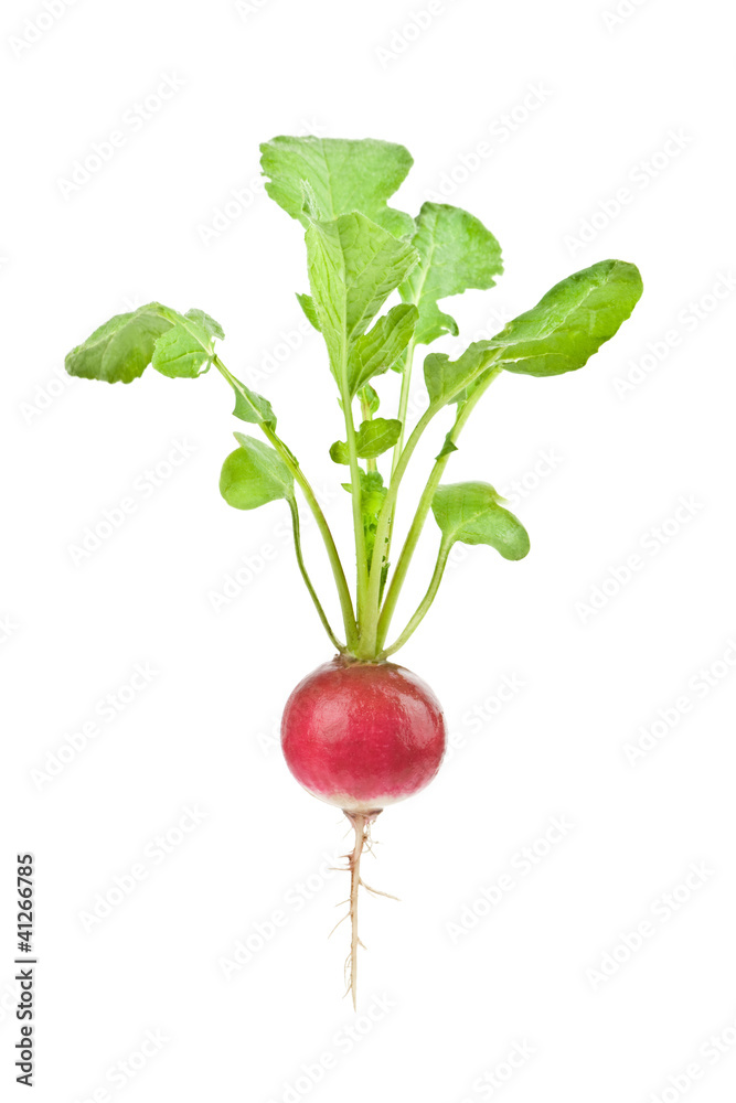 radish