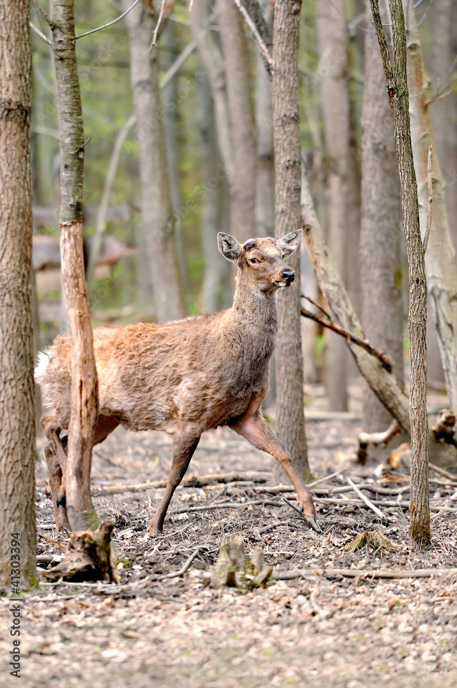 Roe deer