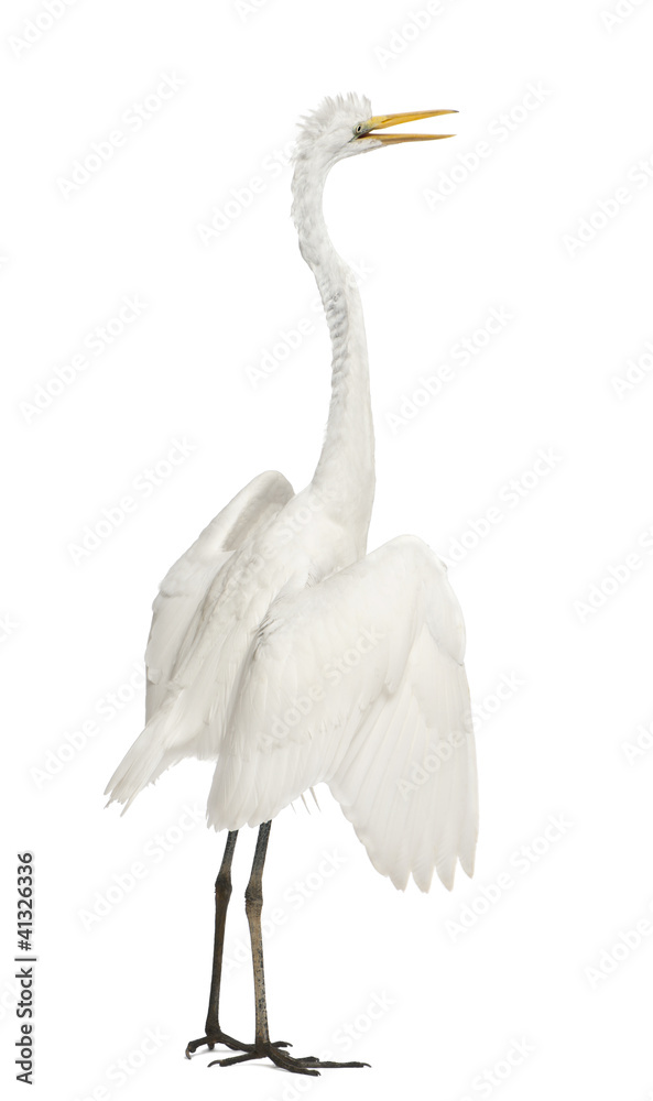 Great Egret or Great White Egret or Common Egret, Ardea alba