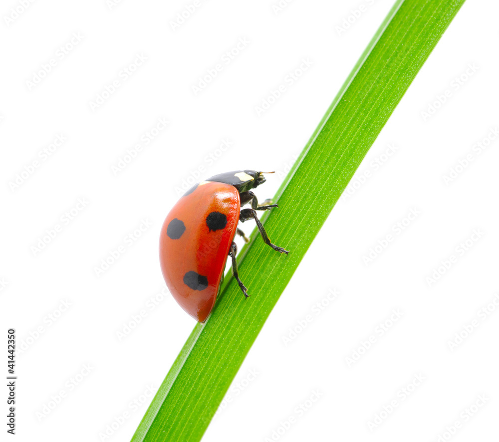 ladybug