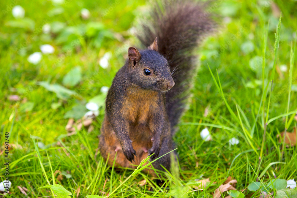 American Red Squirrel seating on a grass