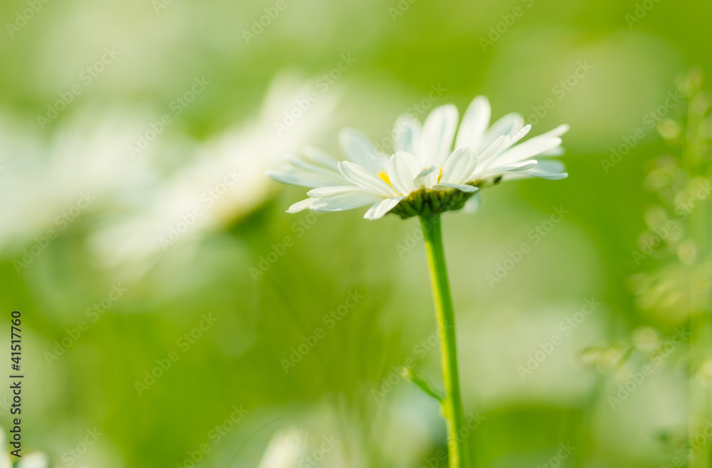 草地上的春天雏菊