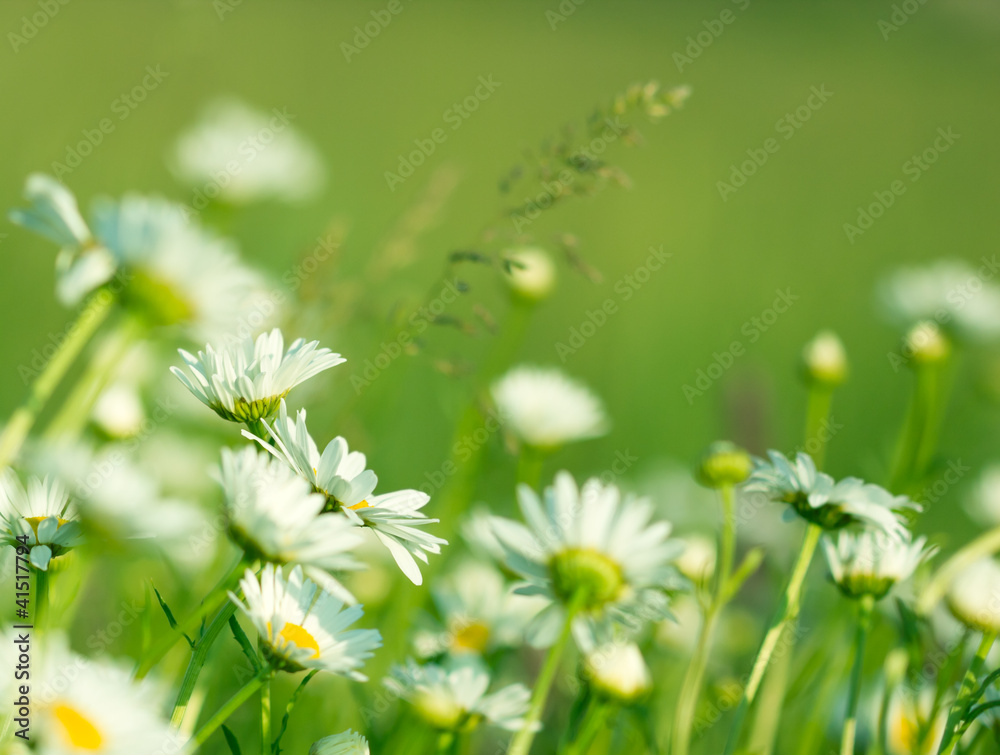 草地上的春天雏菊