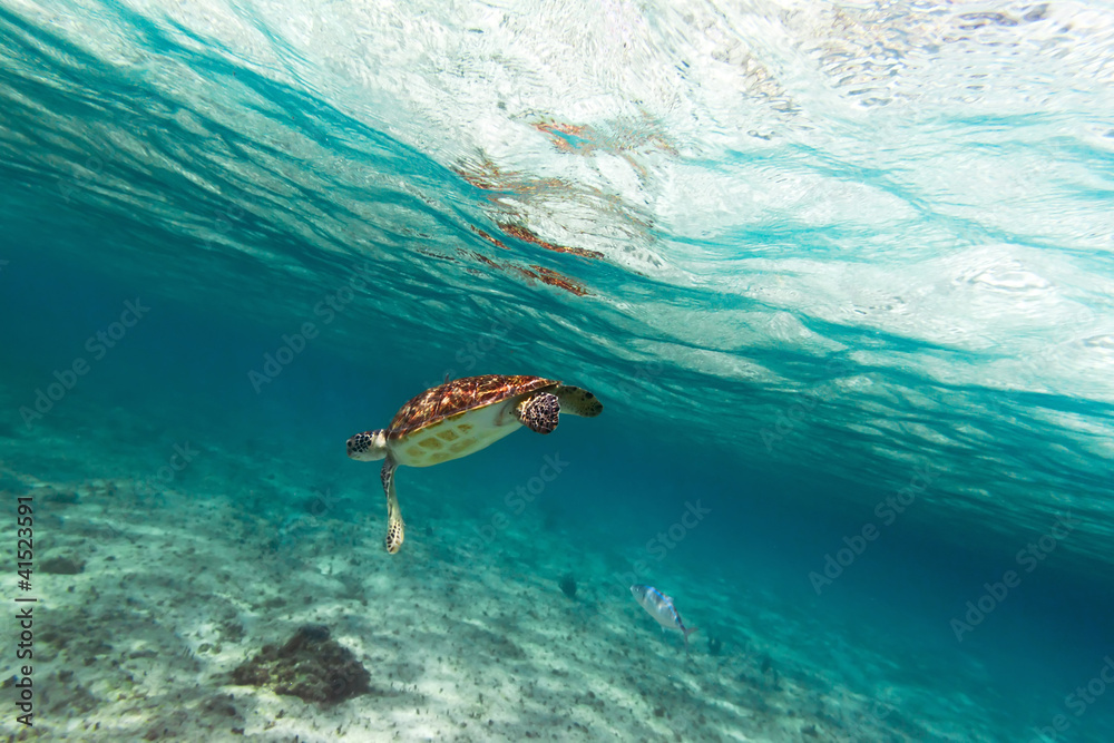 Green turtle in nature of Caribbean sea