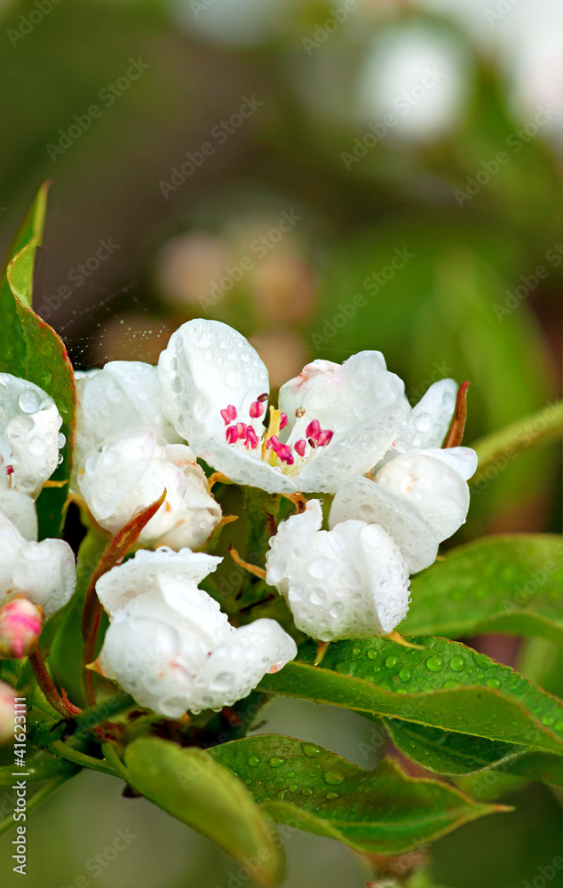 雨后苹果花