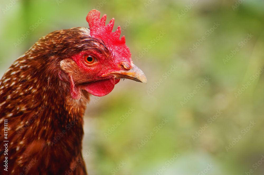 head of chicken brown on a background of green