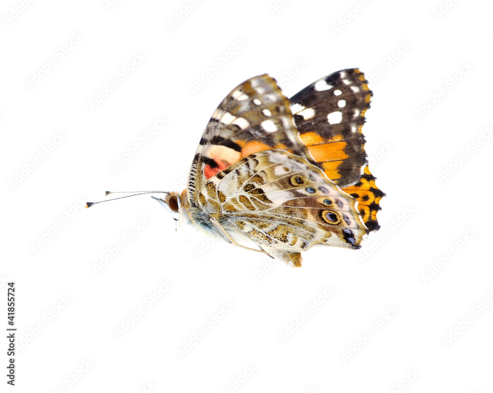 Vanessa atalanta