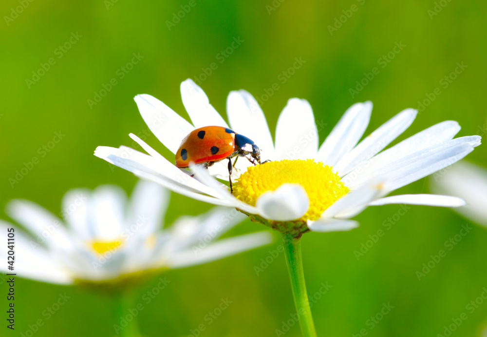 ladybug