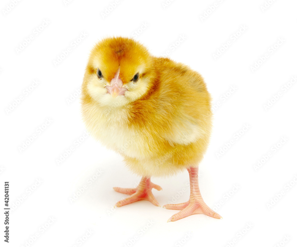 little chicken