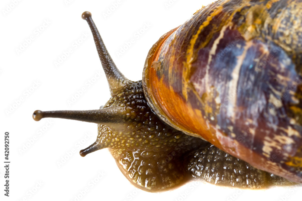 Snail close up over white background