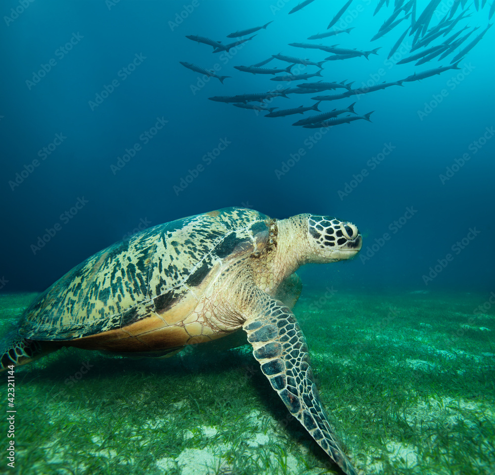 海底巨型海龟