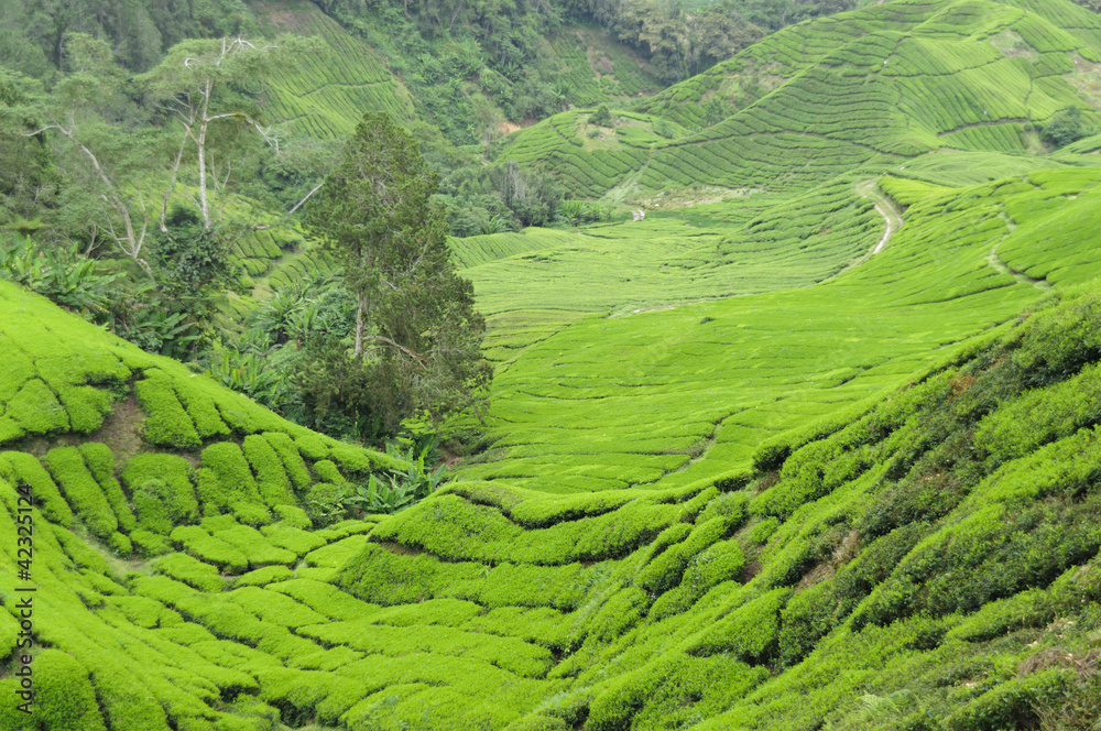 Teeplantage, Camellia Sinensis