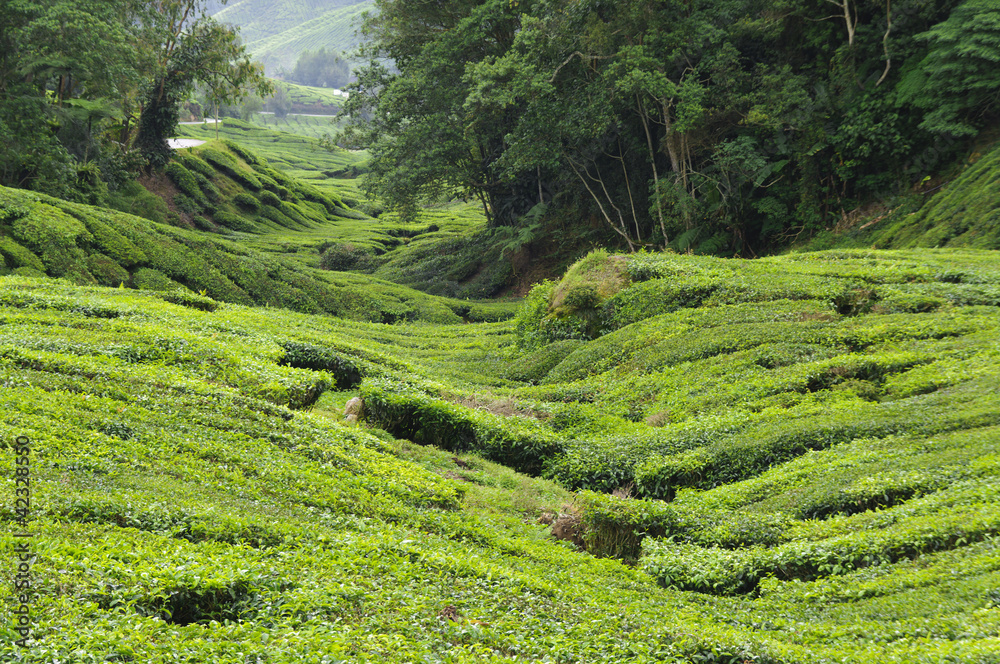 Teeplantage, Camellia Sinensis