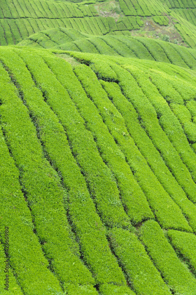 Teeplantage, Camellia Sinensis