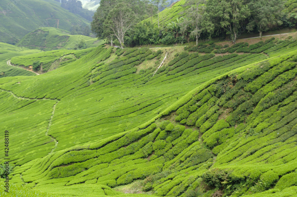 Teeplantage, Camellia Sinensis