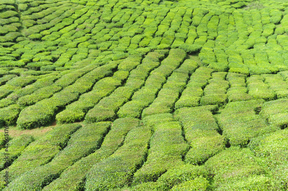 Teeplantage, Camellia Sinensis