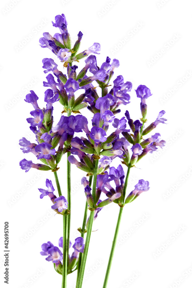 lavender flower isolated on white