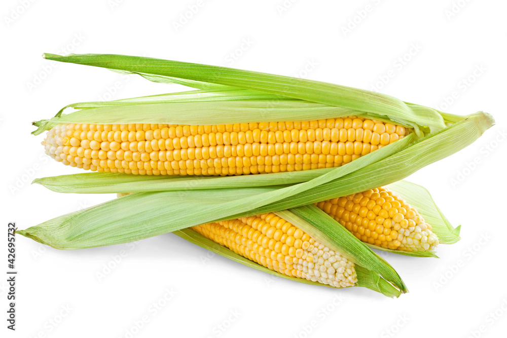 Corn isolated on a white background