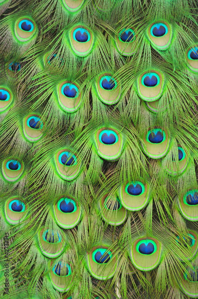 Peacock feathers