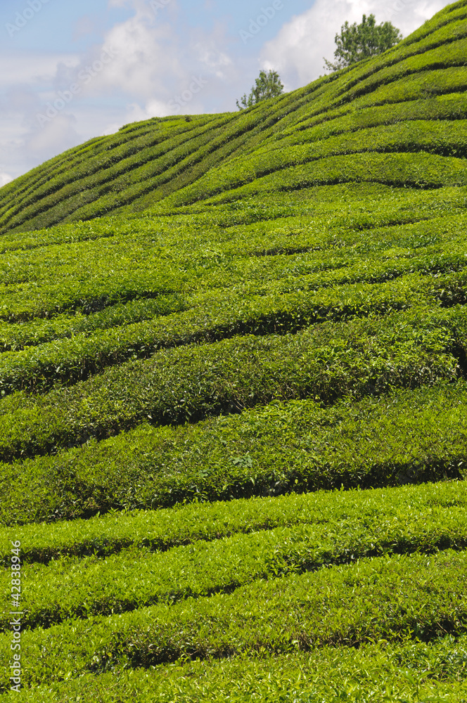 Teeplantage, Camellia Sinensis