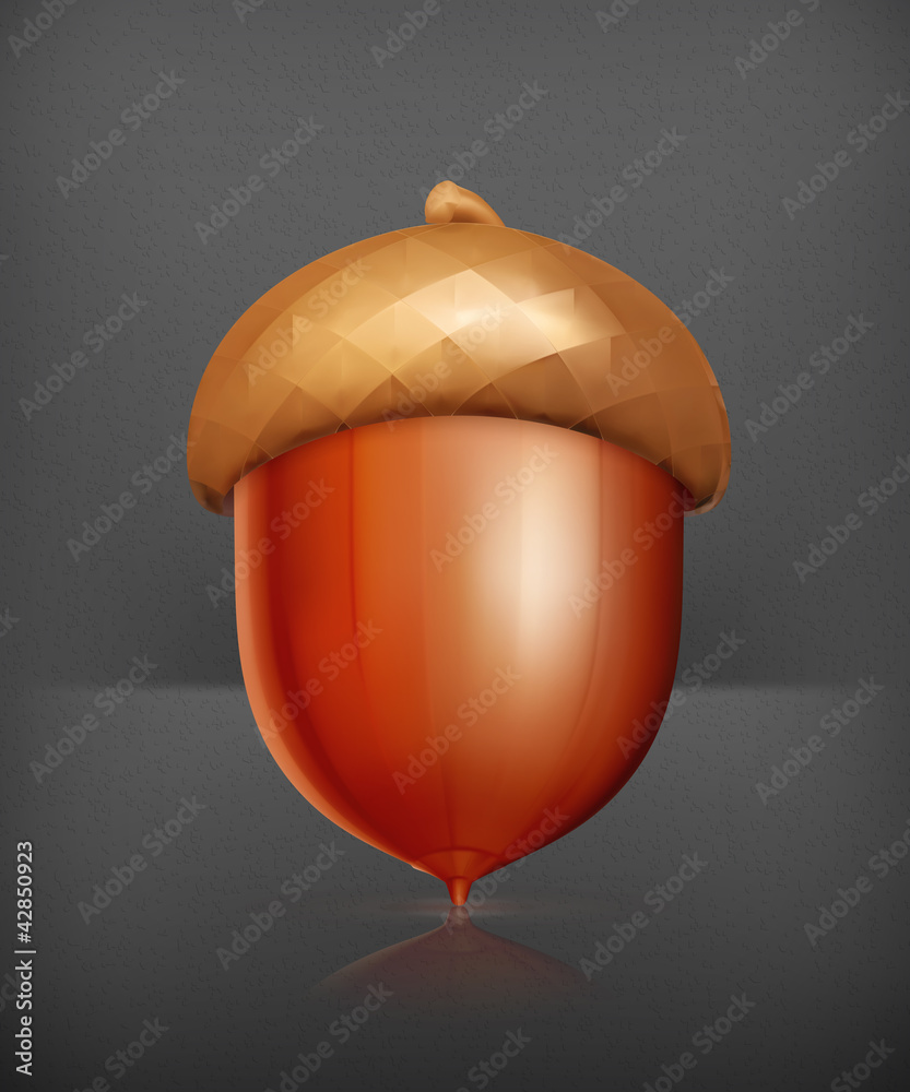 Acorn, vector