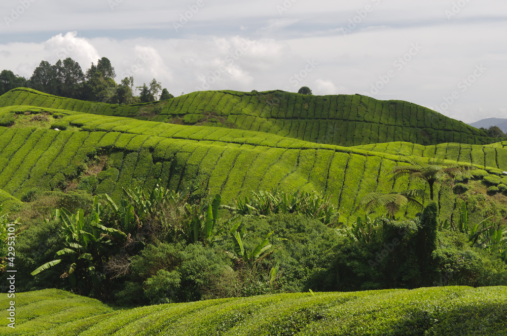 Teeplantage, Camellia Sinensis