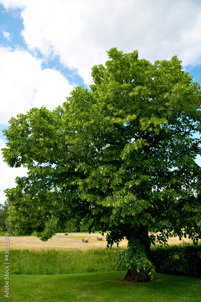 Rural landscape with lime tree