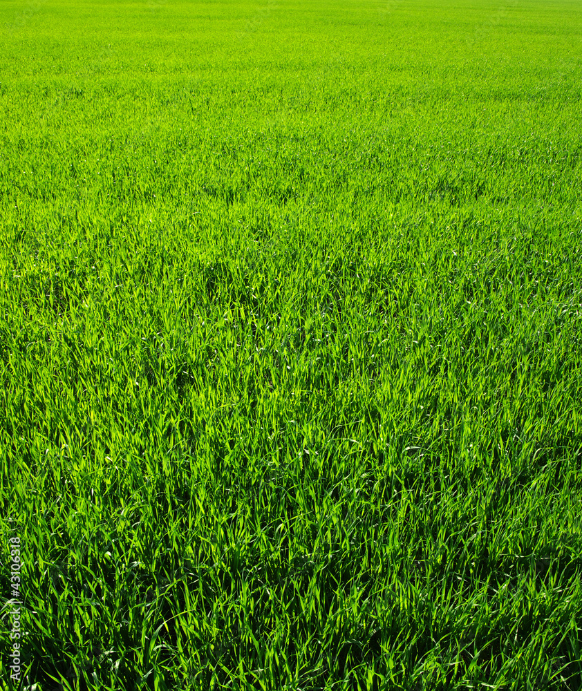 Texture green lawn