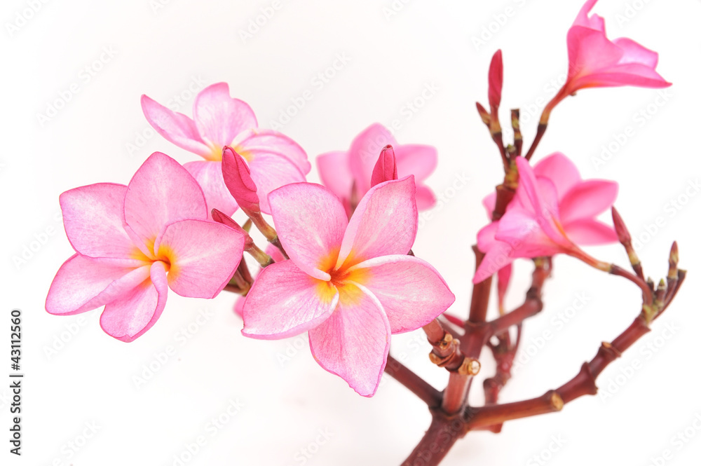 frangipani or plumeria tropical flower