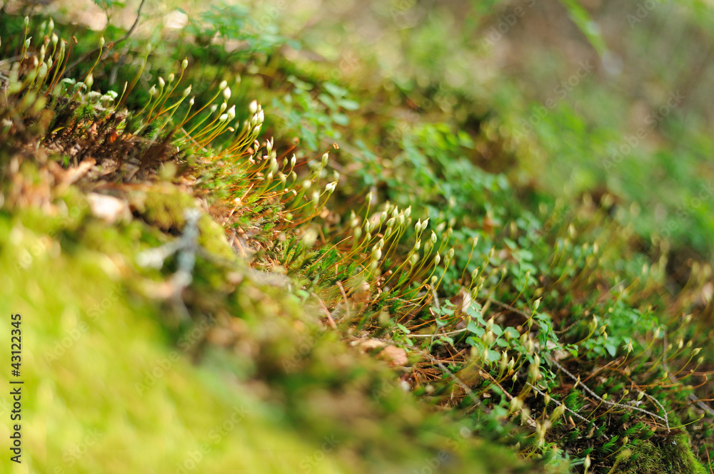 青苔特写