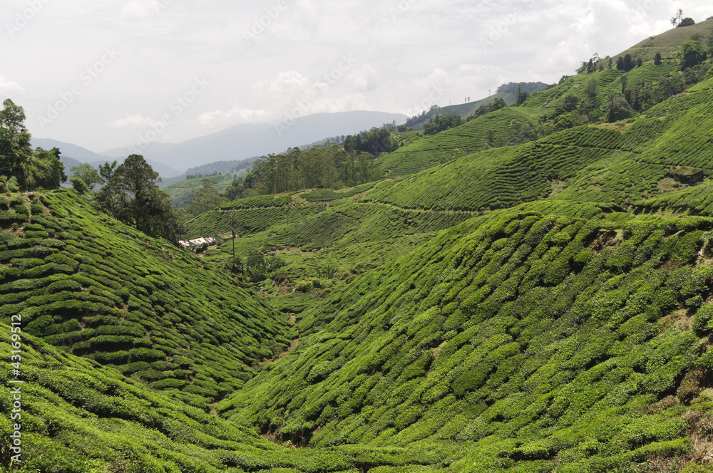 Teeplantage, Camellia Sinensis