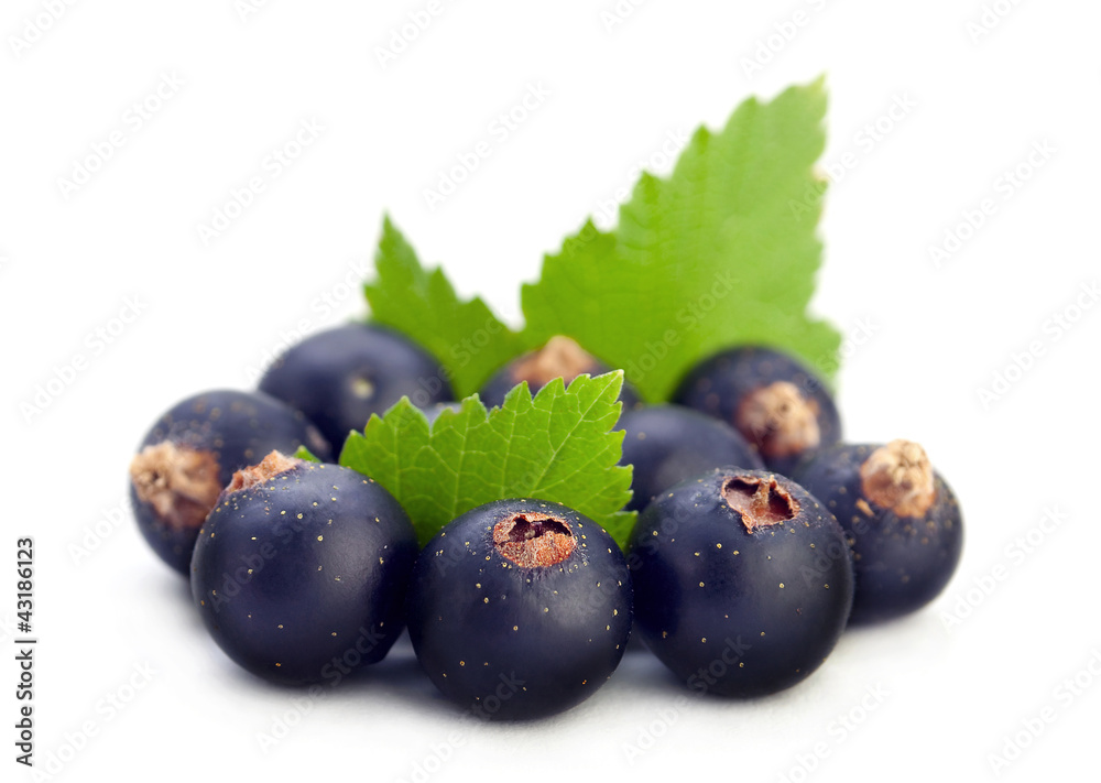 Black currant with leaf