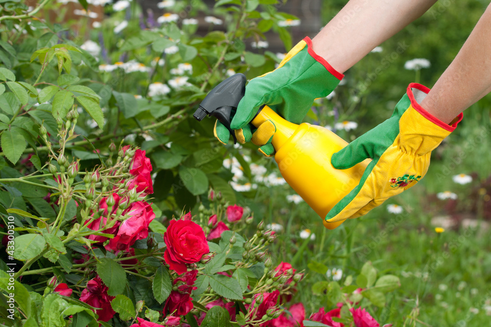 Spraying the roses