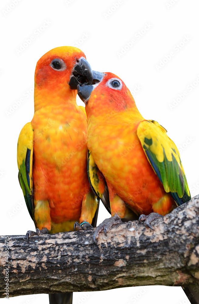 Sun Conure Parrot