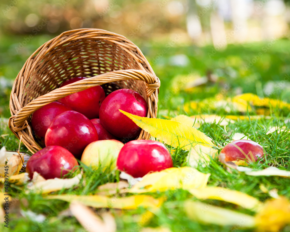 Basket of red apples